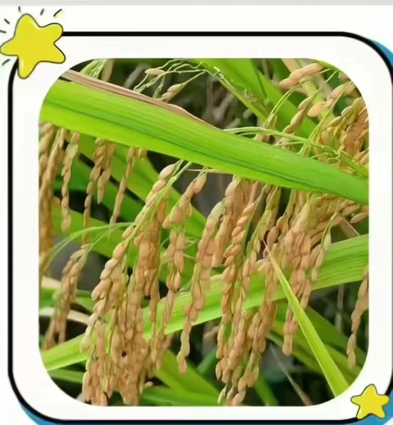 农作物，你能认识几个？？