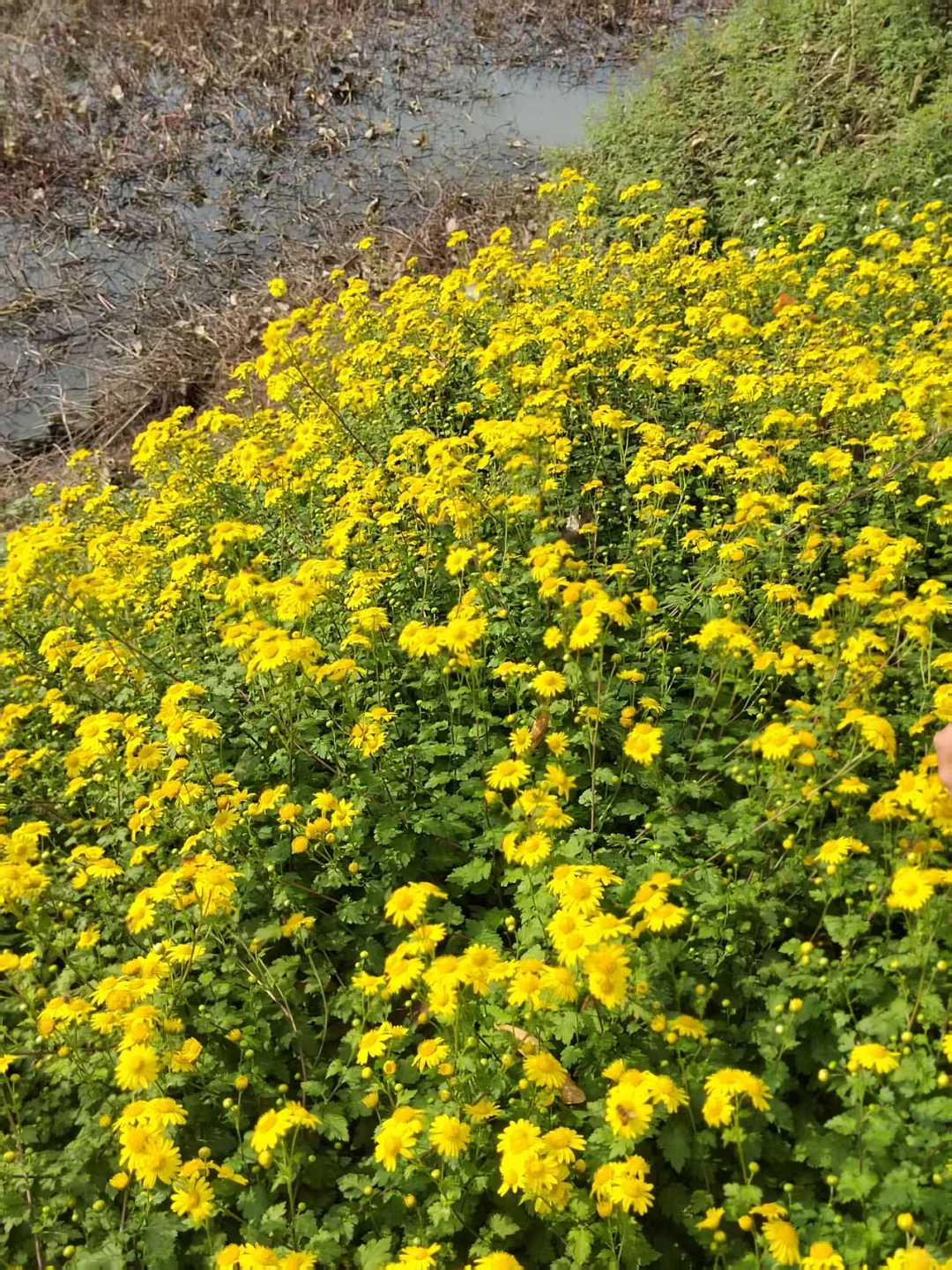 观赏经济作物的价值