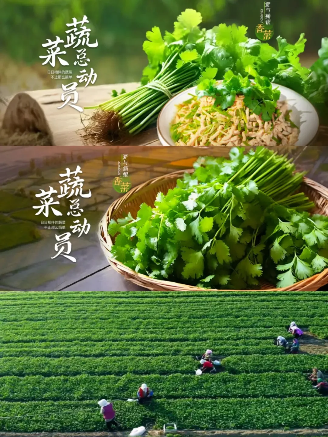 妈耶?最讨厌的蔬菜拍成了纪录片?‼️