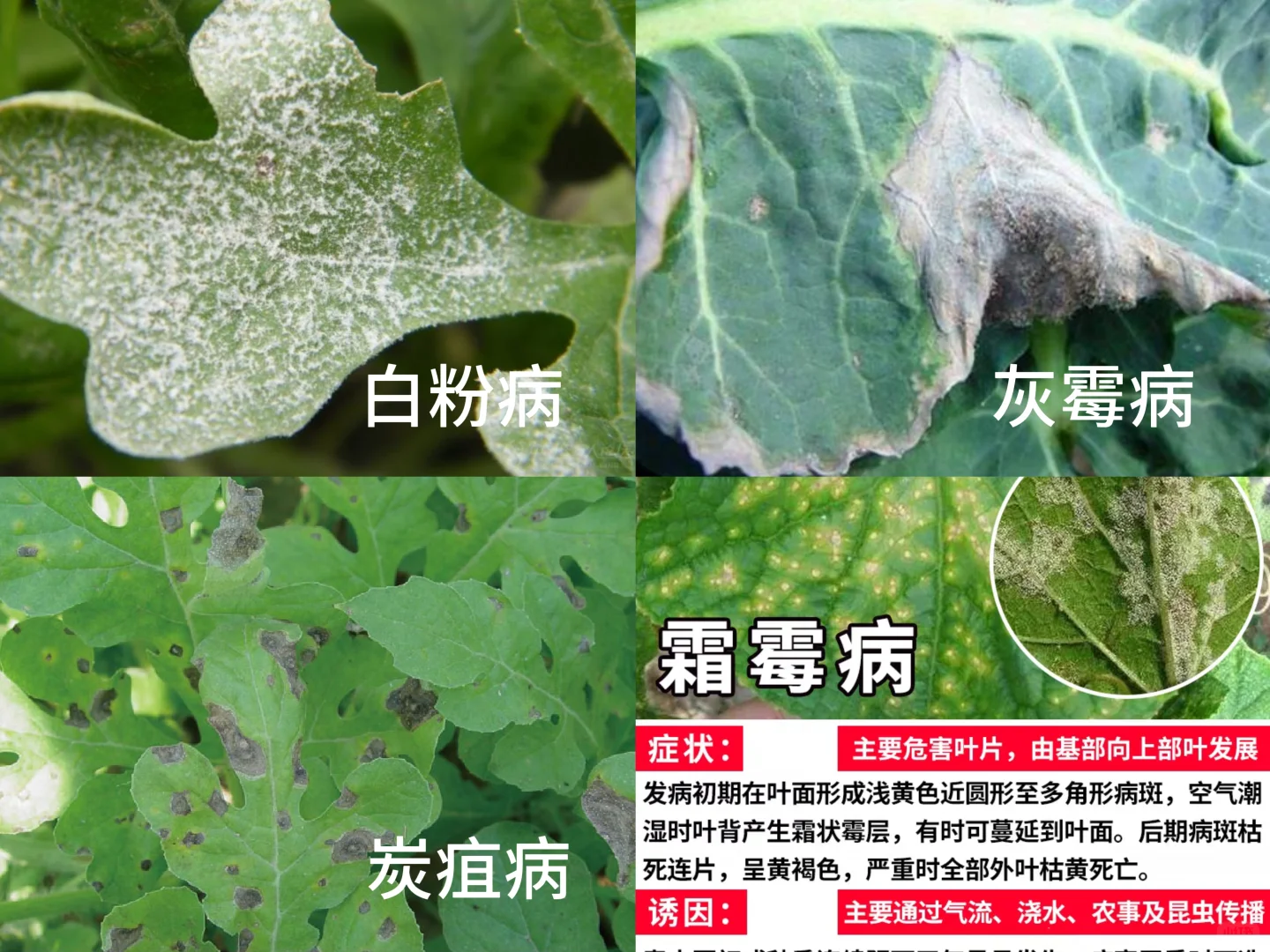 快速识别，蔬菜瓜果常见病虫害类型及案例