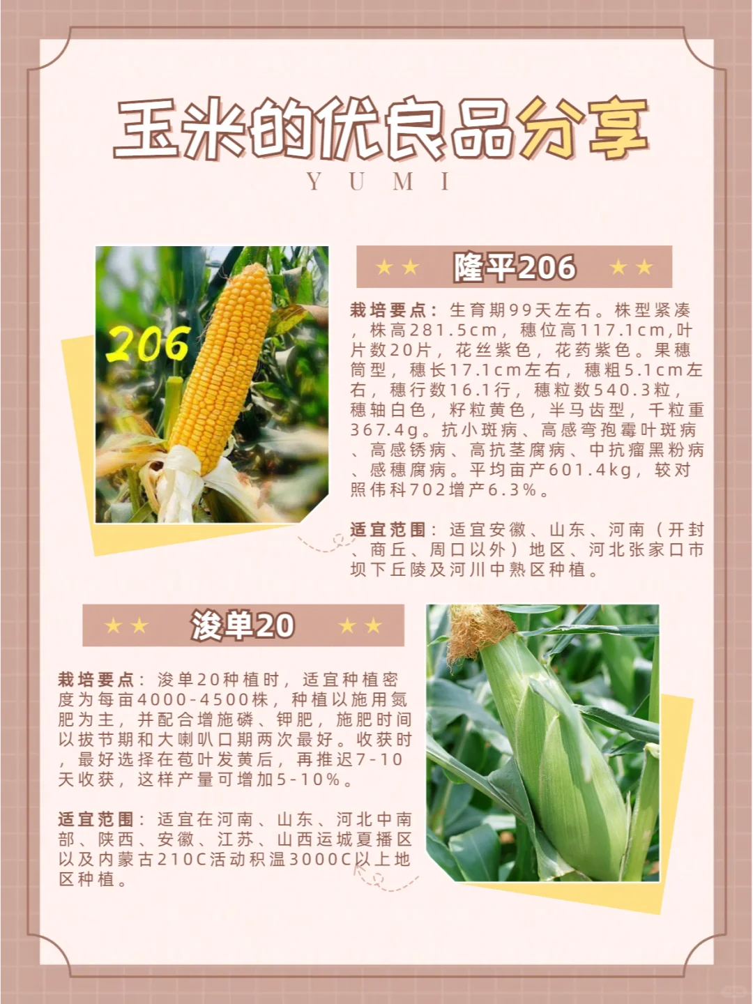 玉米品种介绍（二）