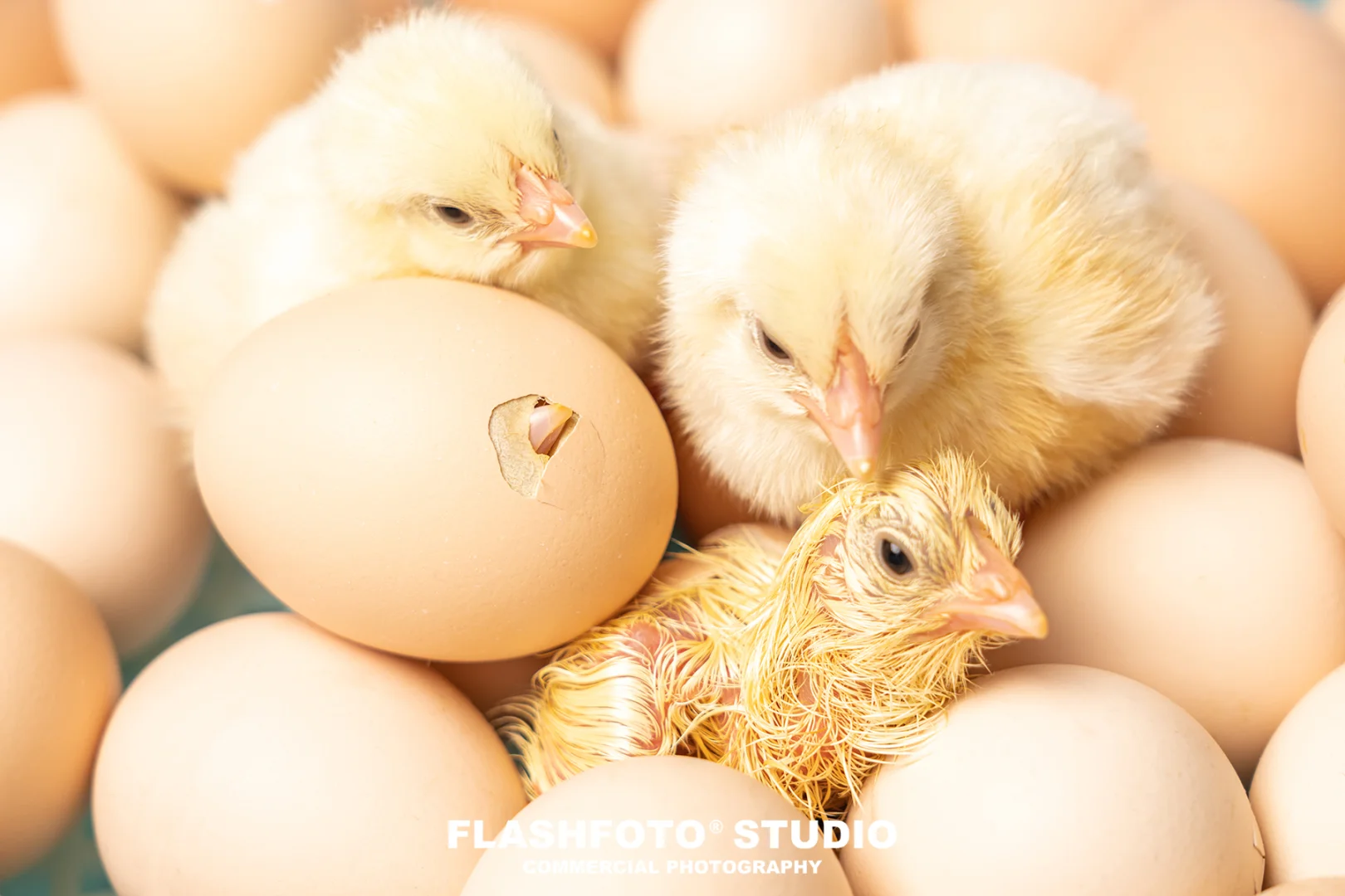 畜牧业商业拍摄|高级感