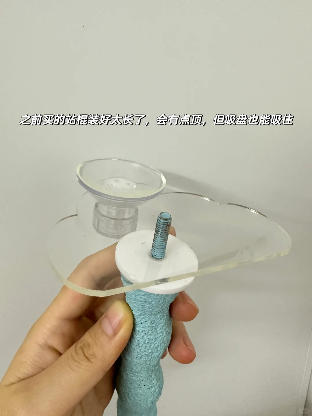 给鹦鹉做网上超火的吸盘站棍