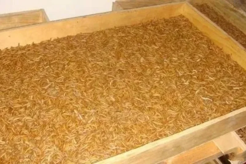 农村有100平的旧房子就能干,一年收入20万