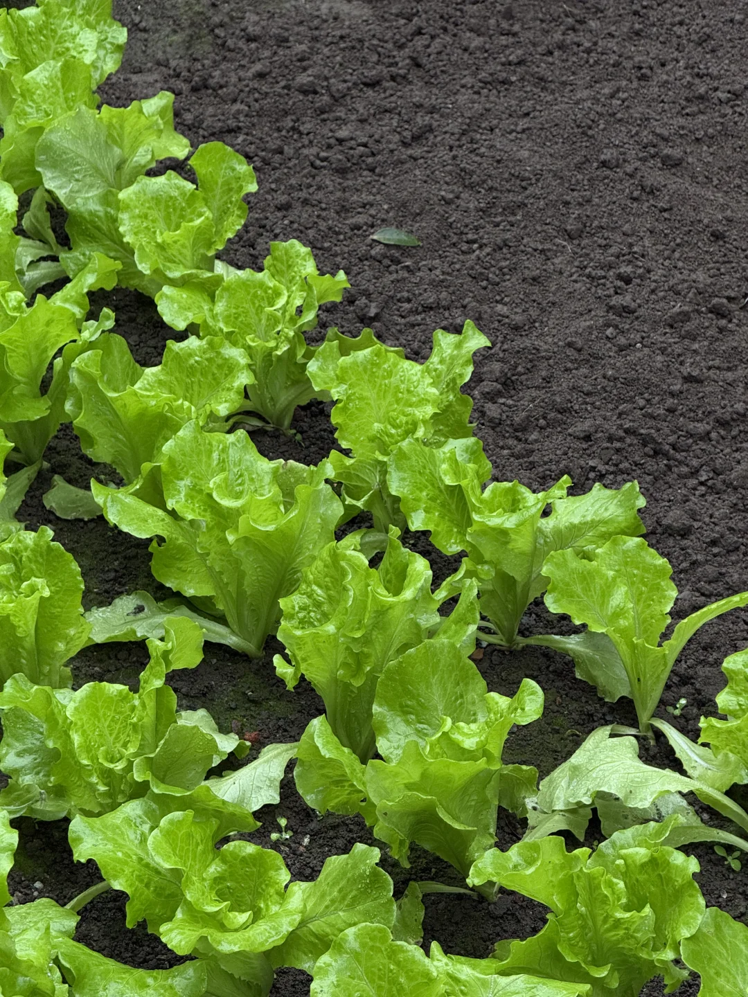 “天呐:永远没有一根杂草的菜地……”