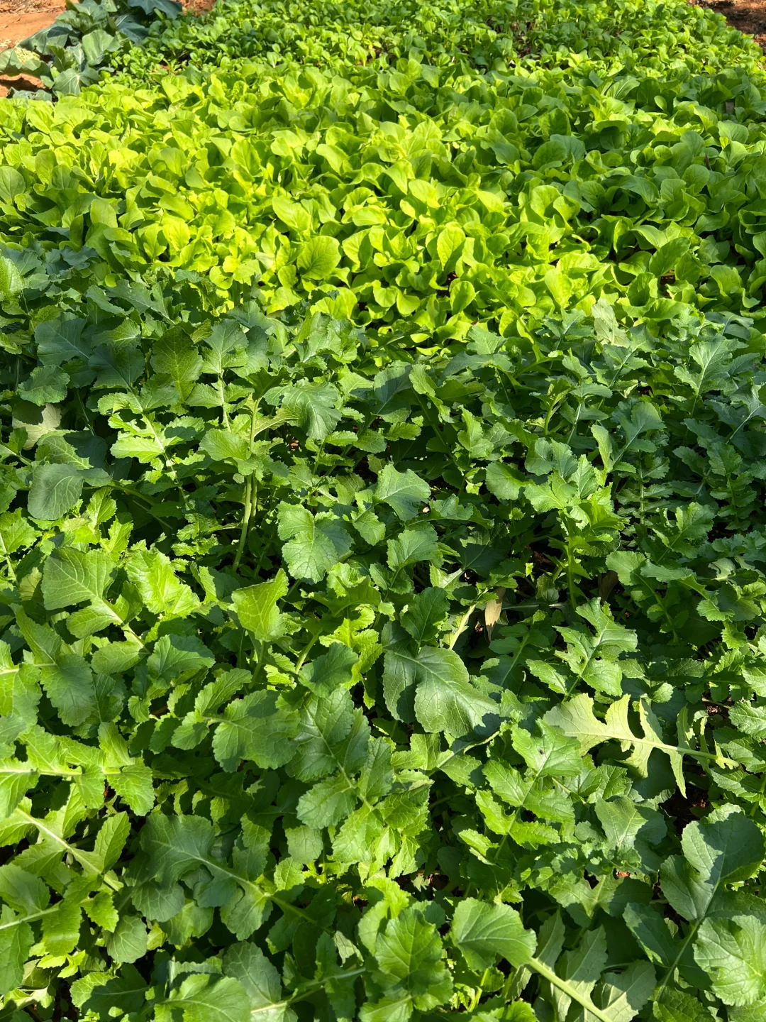 ?补上篇放不下图的冬季蔬菜?