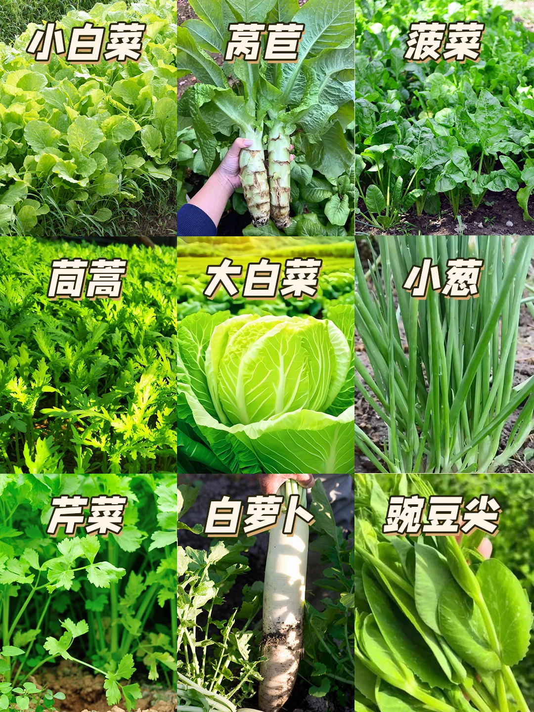 12月种什么菜?9种耐寒蔬菜，好吃又好种