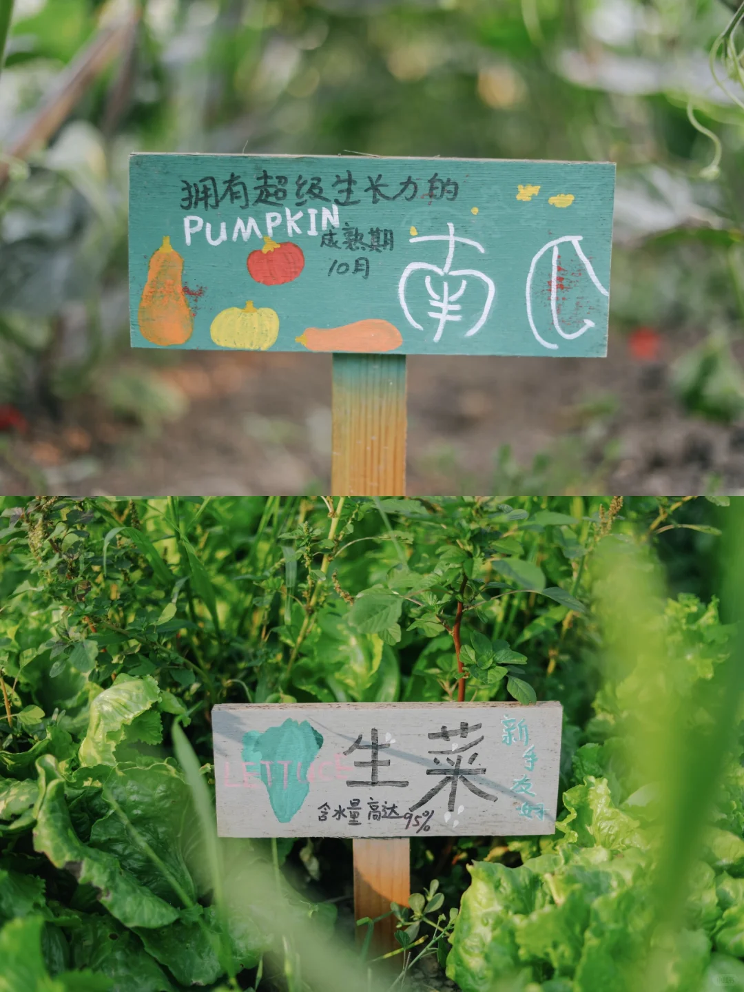 田野农|给地里的蔬菜做了名牌!