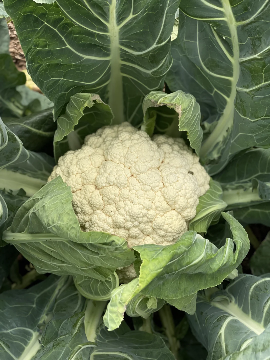 去田里买菜这件事太有情绪价值啦❤️☀️?