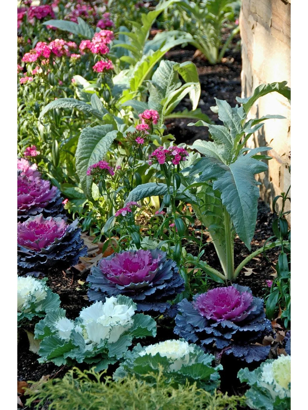 14个缤纷可食花园场景·蔬菜搭配美学