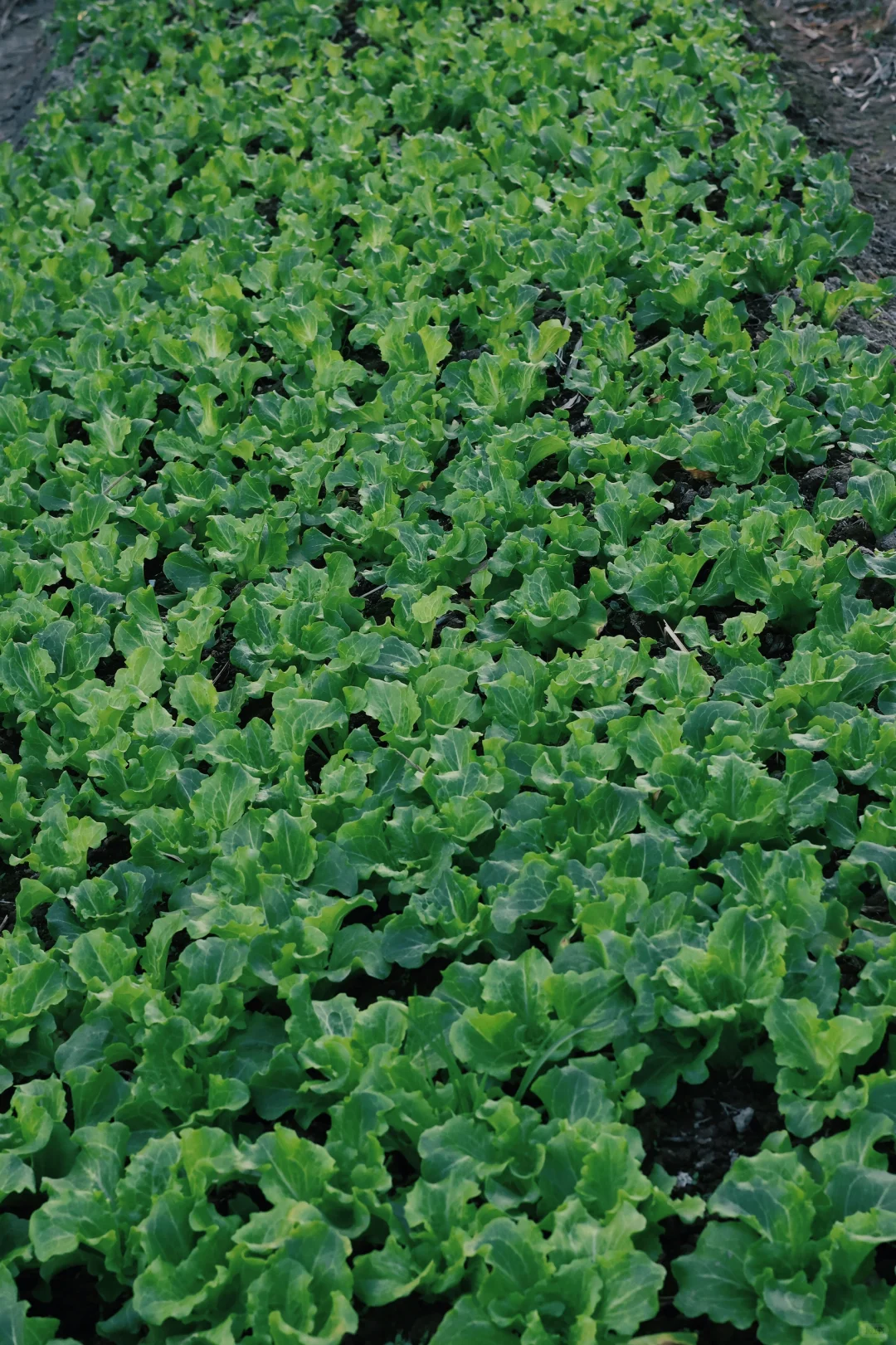 “15”「关于菜园治愈的文案」