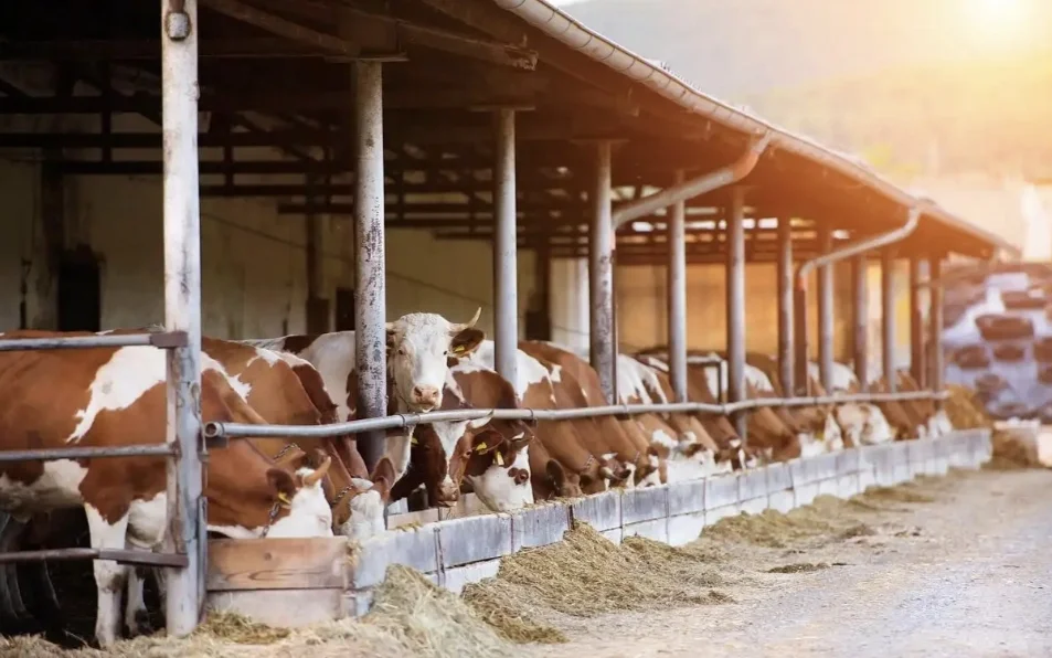 养殖场 牛类养殖基地