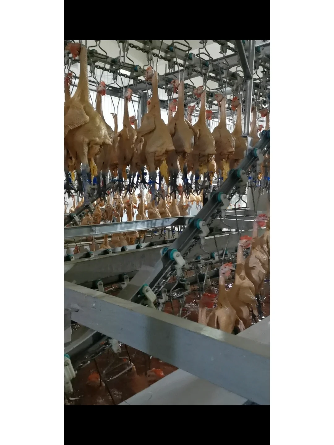 欢迎参观马杨屠宰厂,欢迎采购滇哥鸡!