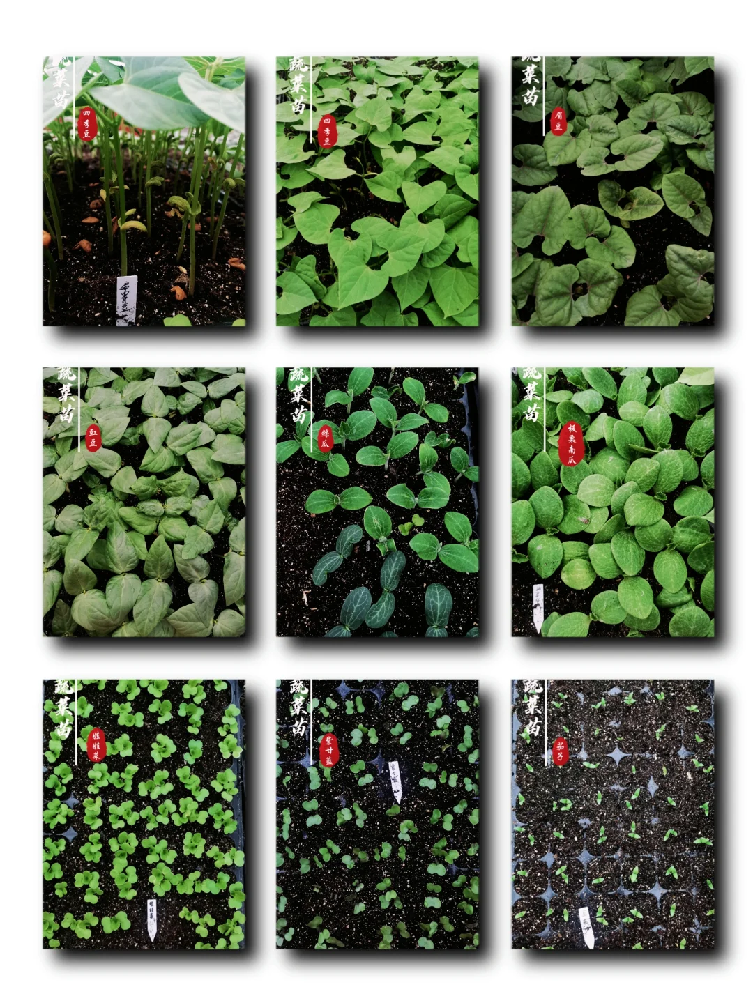 蔬菜苗合集，蔬菜种子播种十天后的样子！