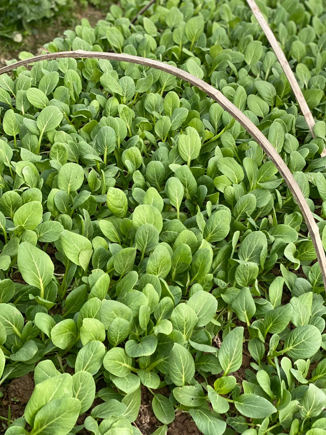 去田里买菜这件事太有情绪价值啦❤️☀️?