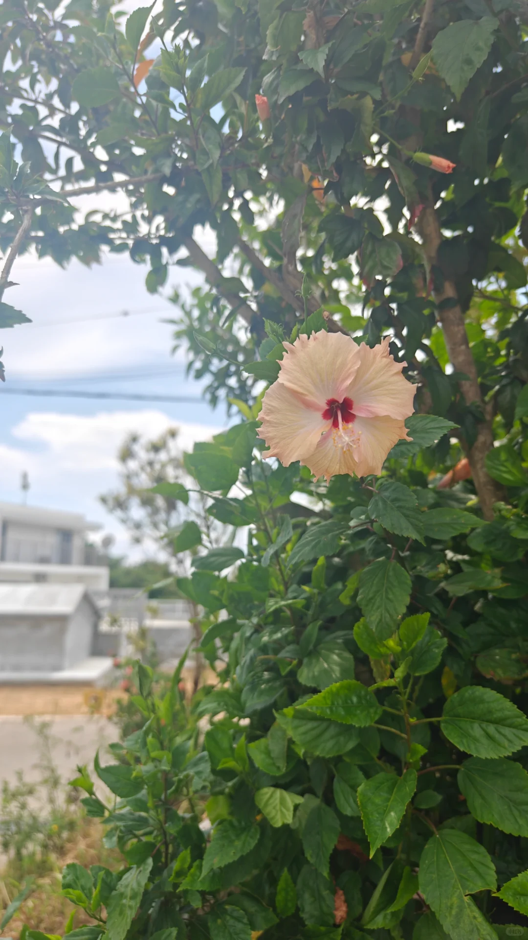 冲绳陶瓷村太美了！