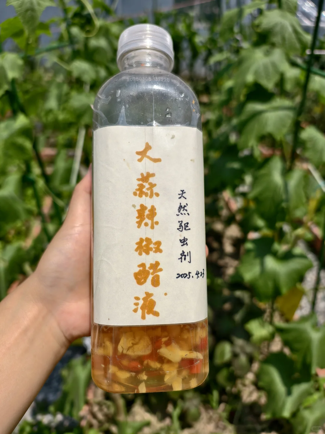 快速识别，蔬菜瓜果常见病虫害类型及案例