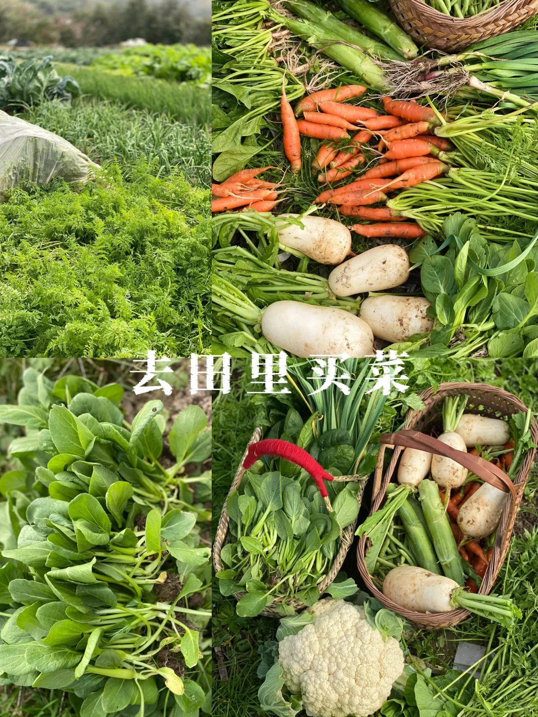 去田里买菜这件事太有情绪价值啦❤️☀️?