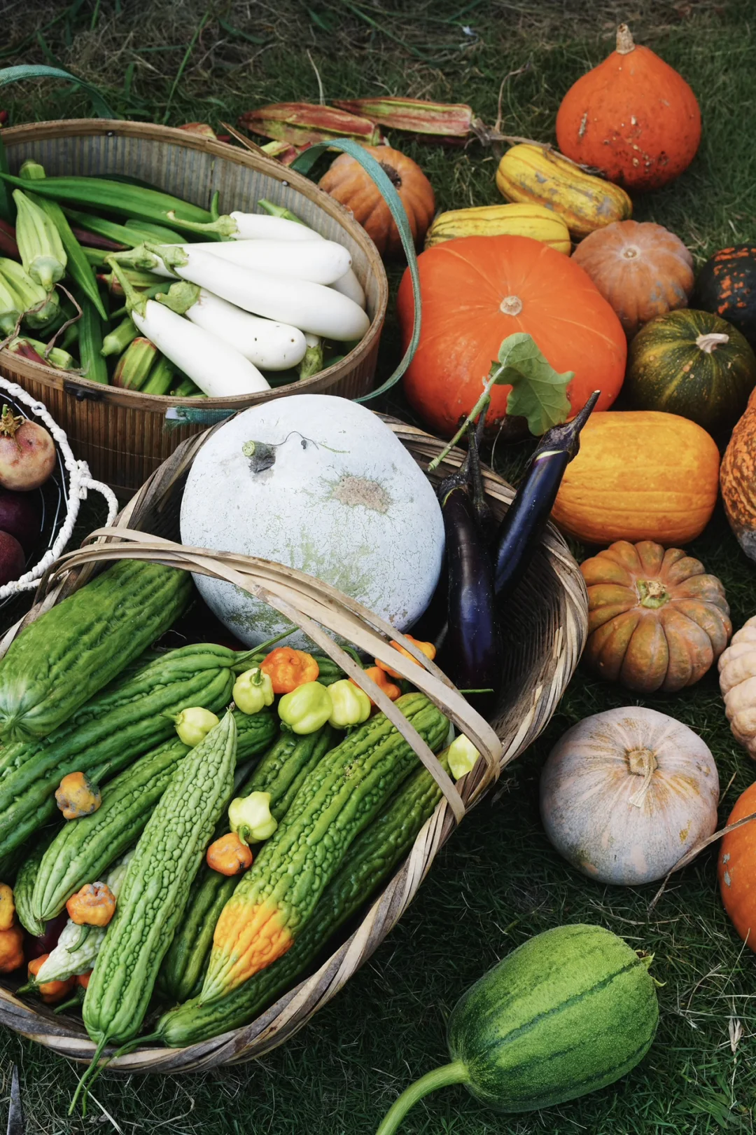 夏季的菜园就是最好的调色盘?