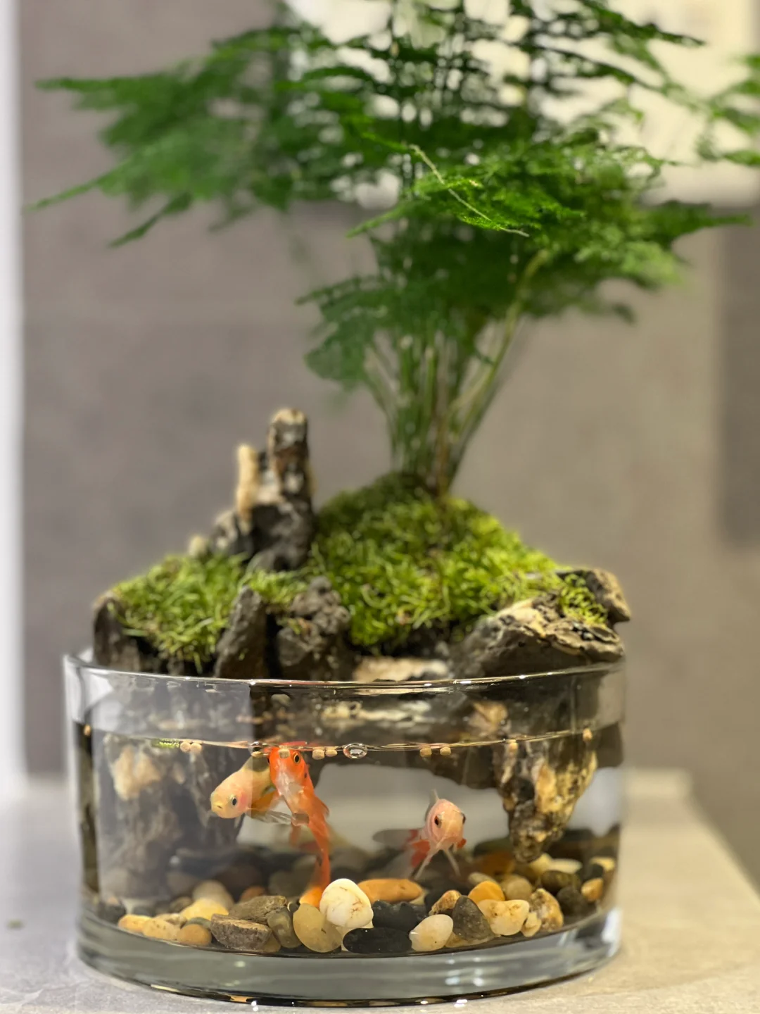 最近超级喜欢的桌面造景！?｜微景观