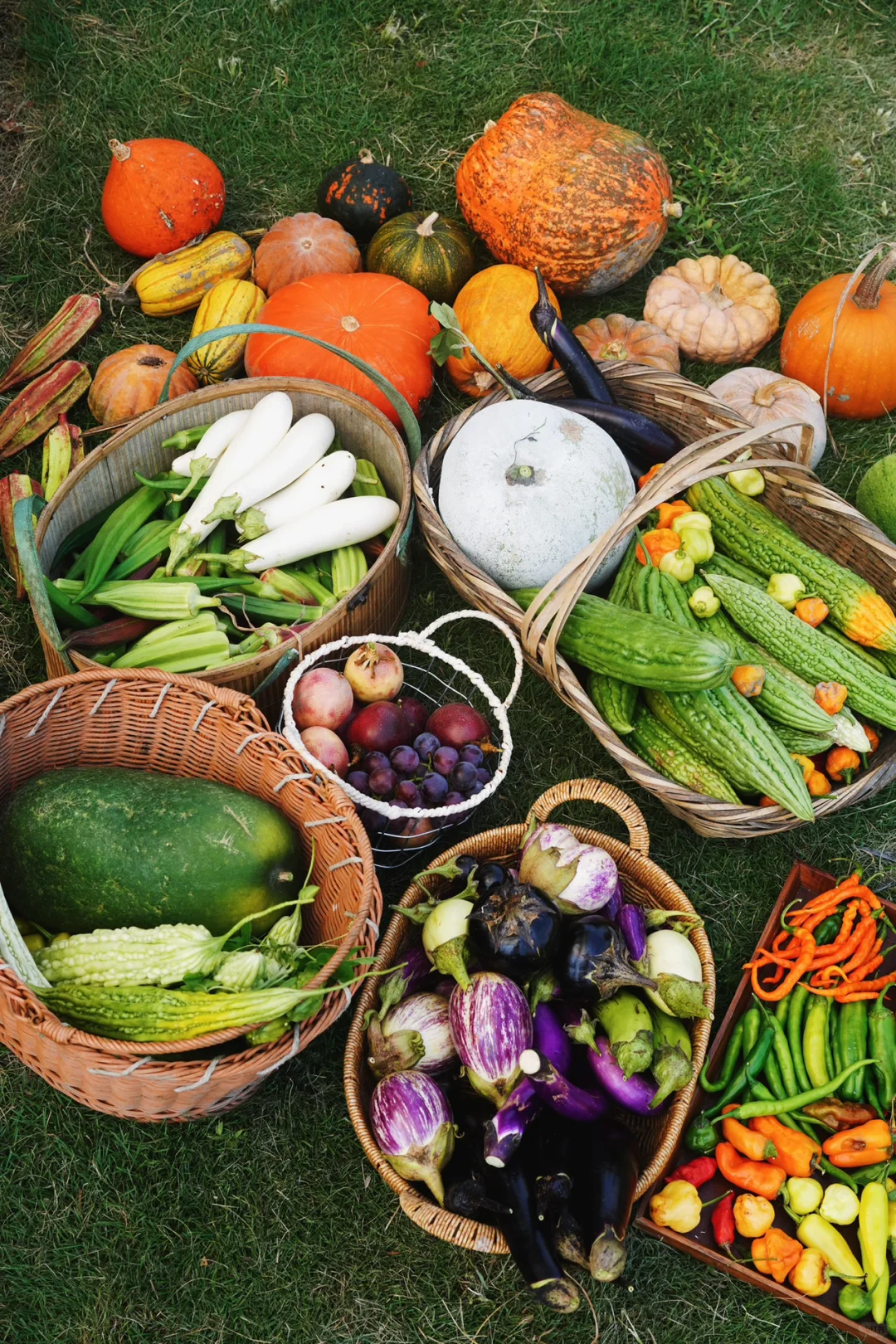 夏季的菜园就是最好的调色盘?