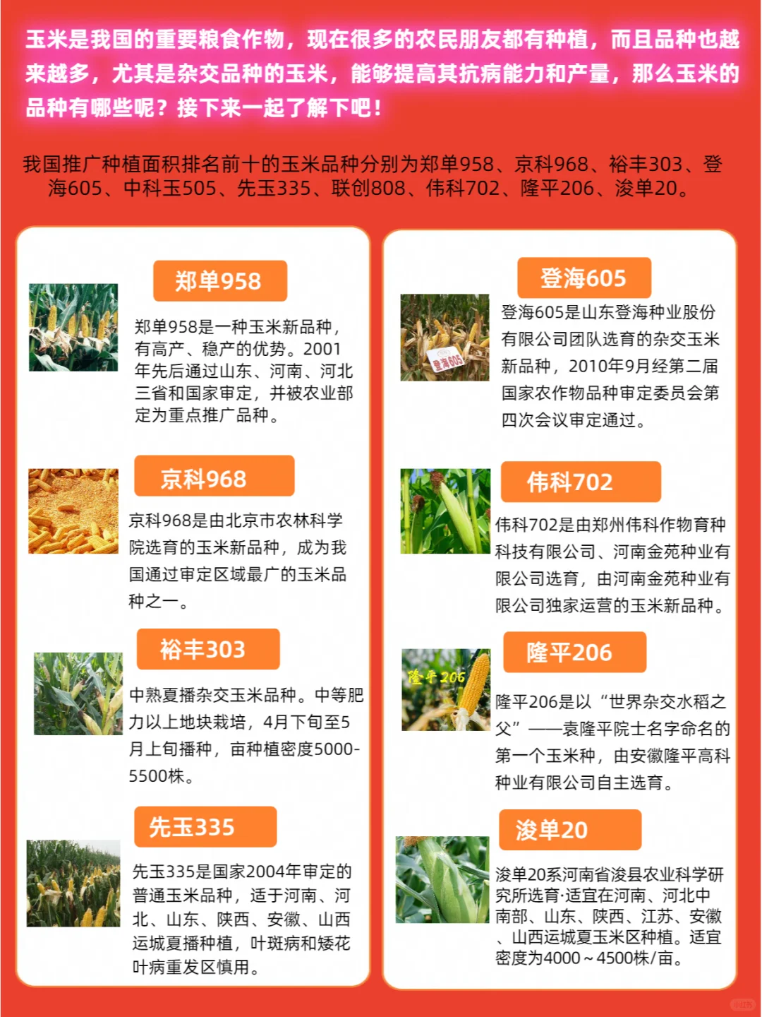 玉米品种介绍（二）