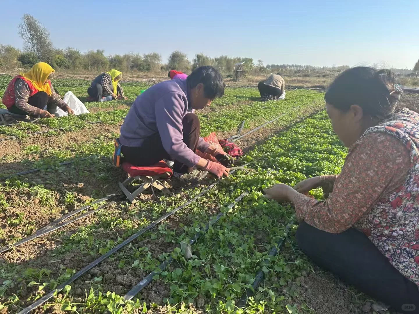 真真正正的自产有机蔬菜