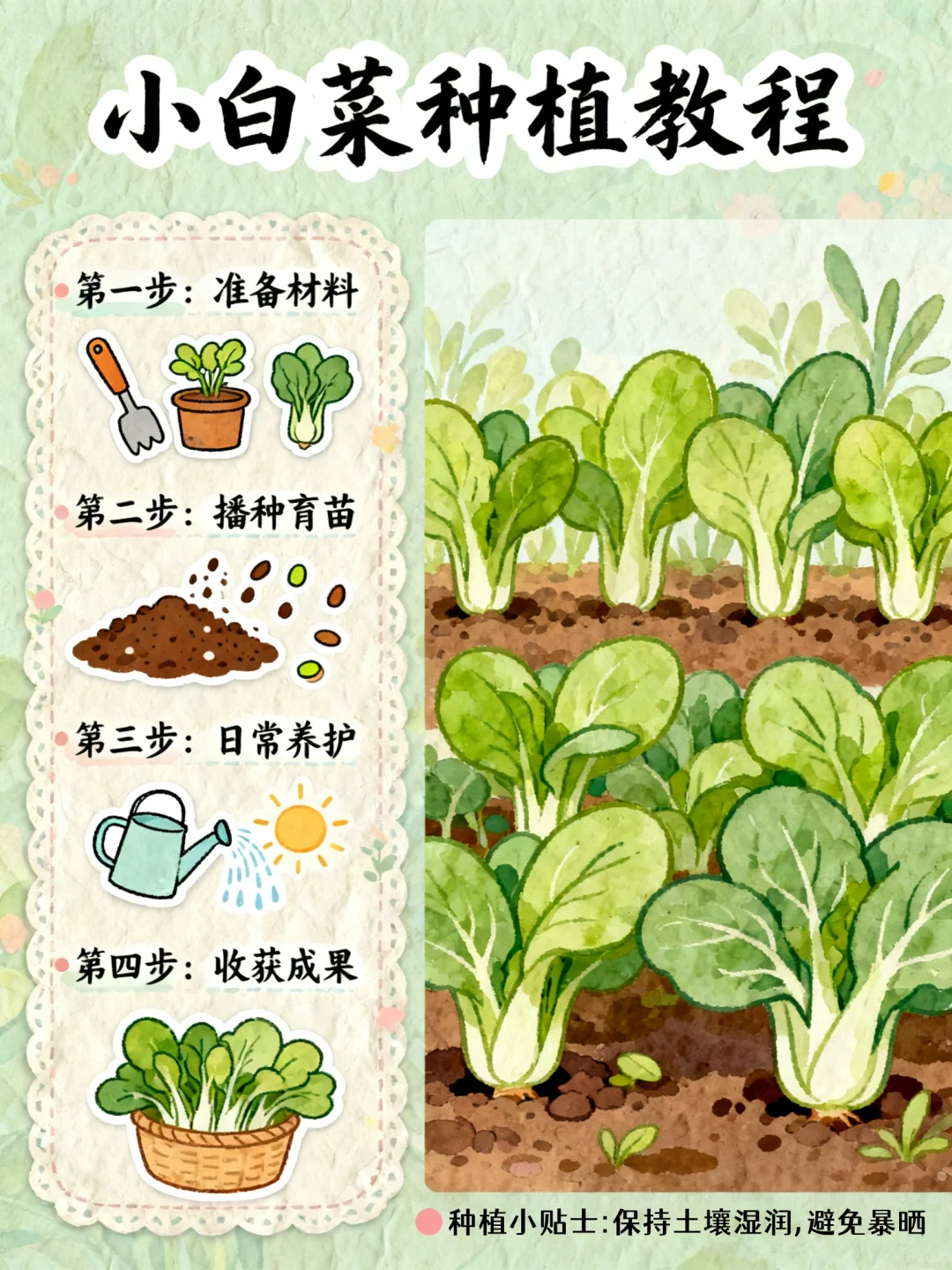 自种小白菜!新手零失败教程?
