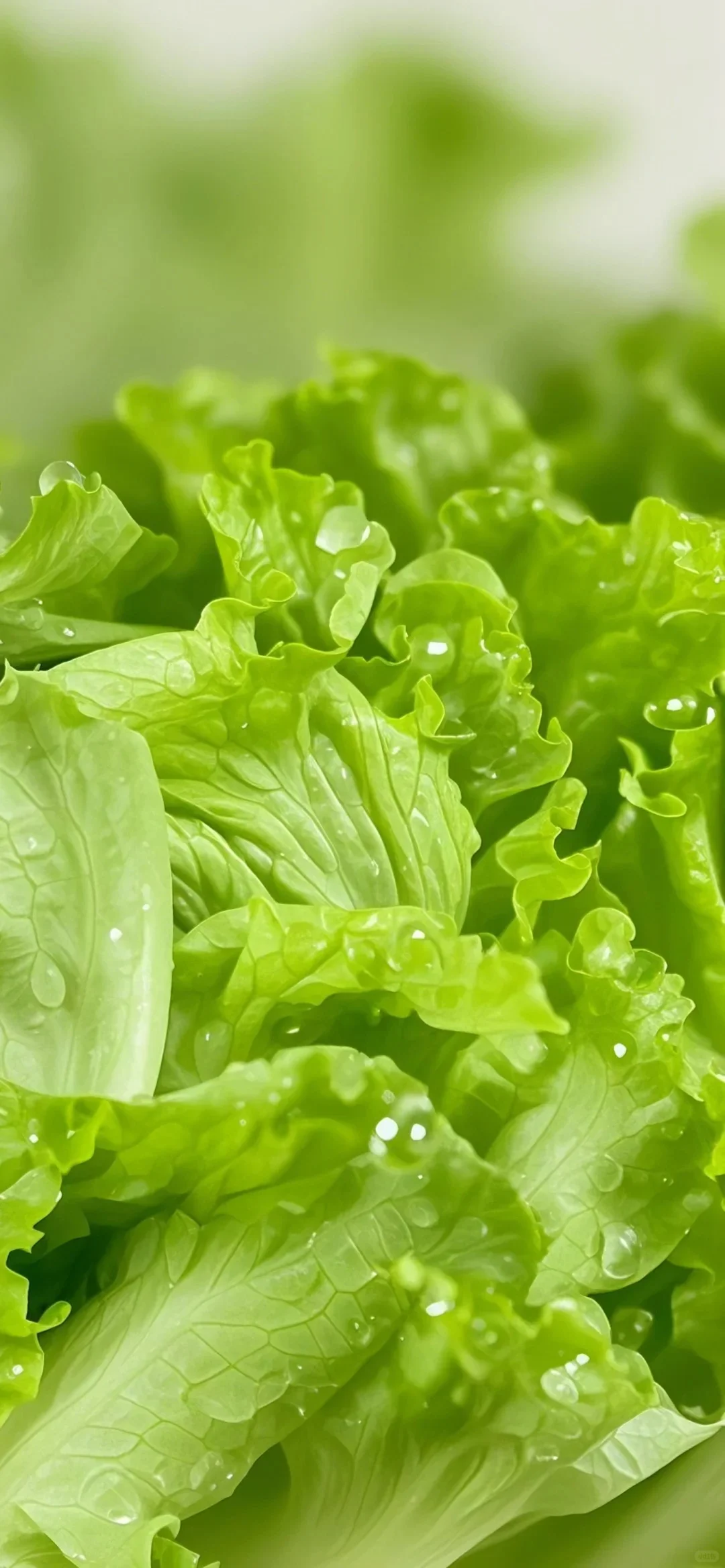 夏日清新?蔬菜高清壁纸分享｜iPhone专属