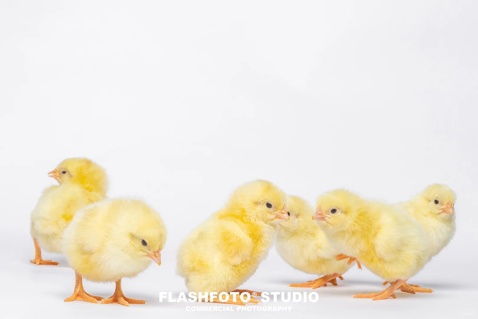 畜牧业商业拍摄|高级感