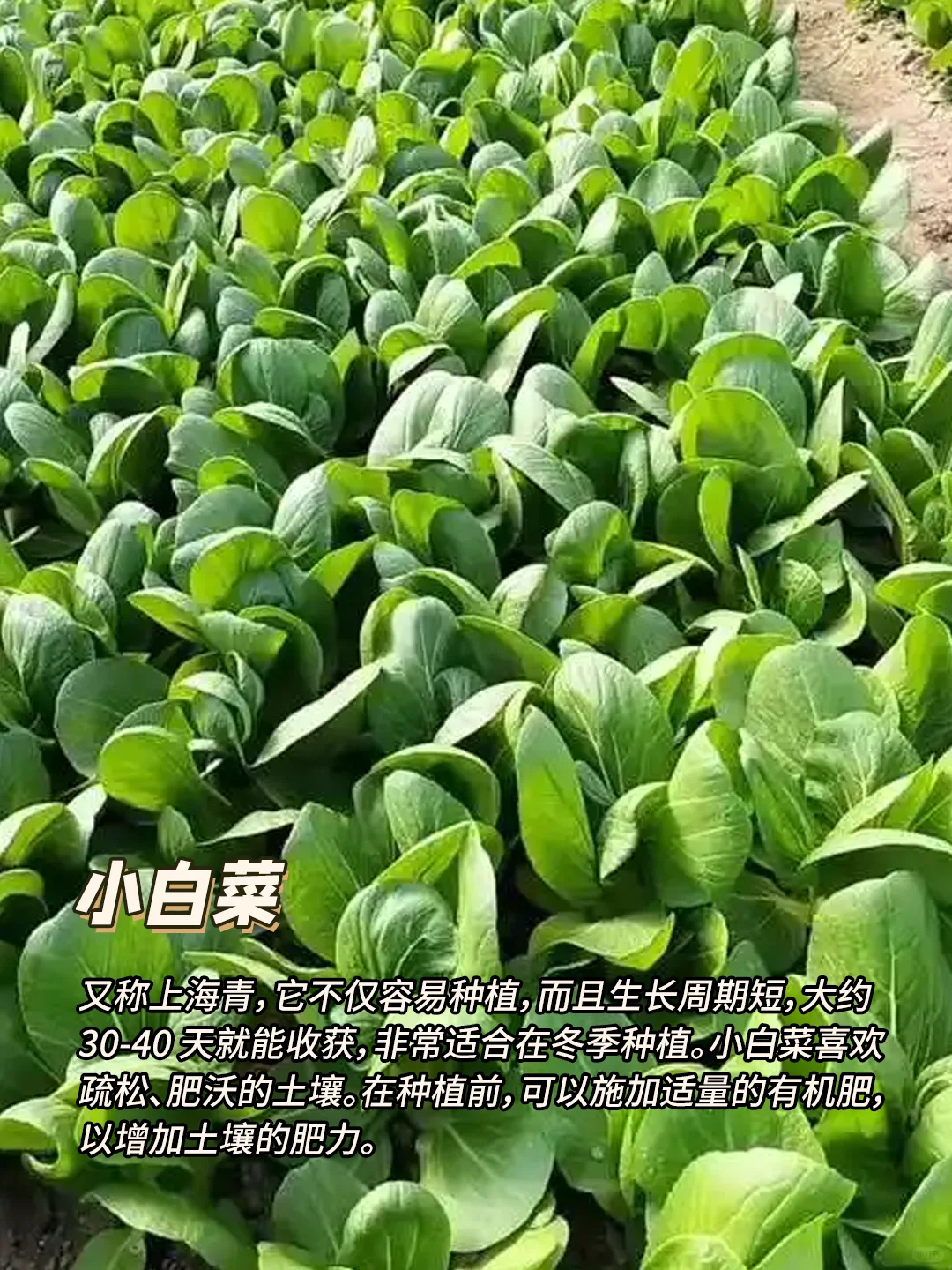 12月种什么菜?9种耐寒蔬菜，好吃又好种