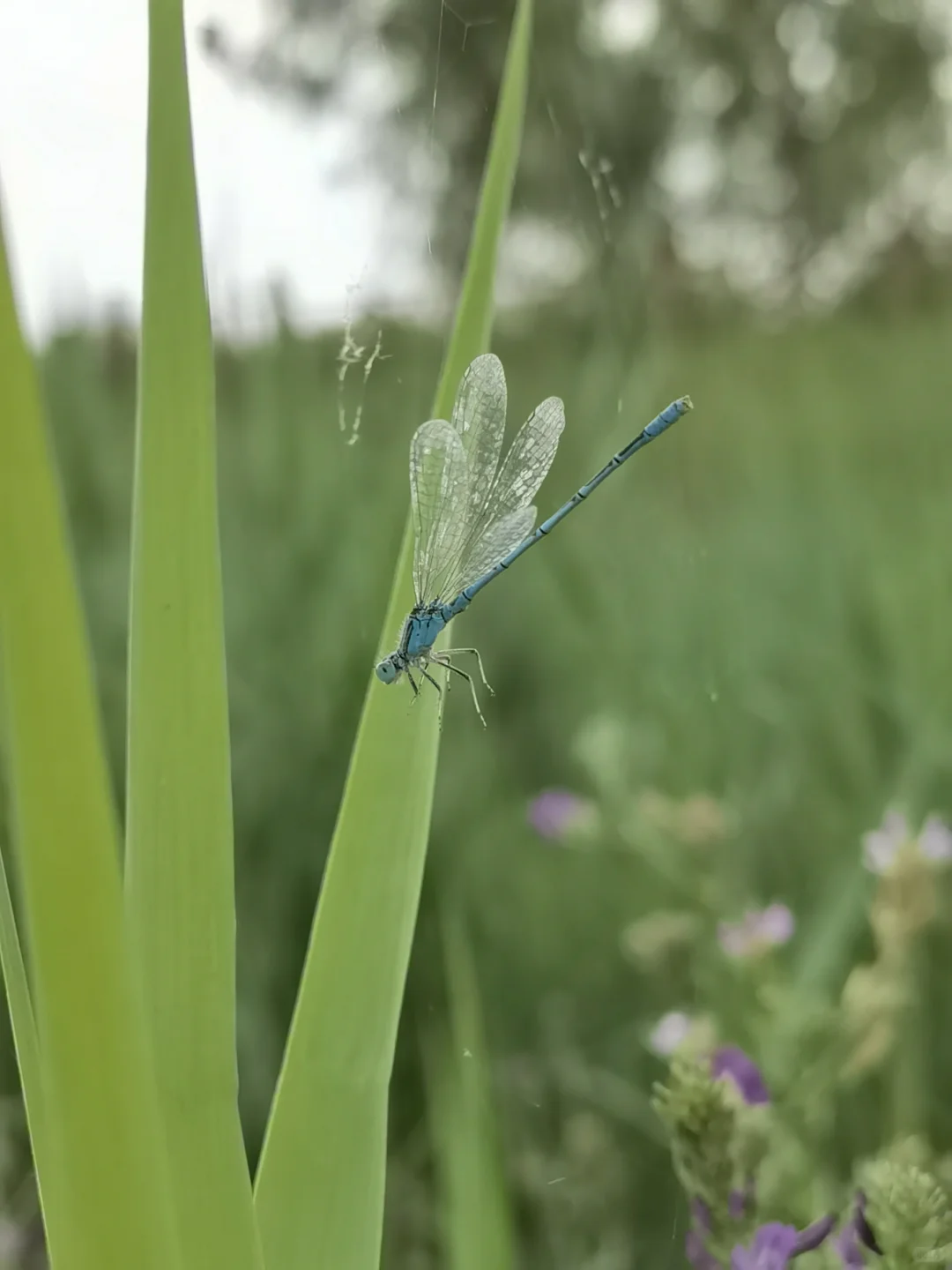 ✨随手写|自由与羁绊~