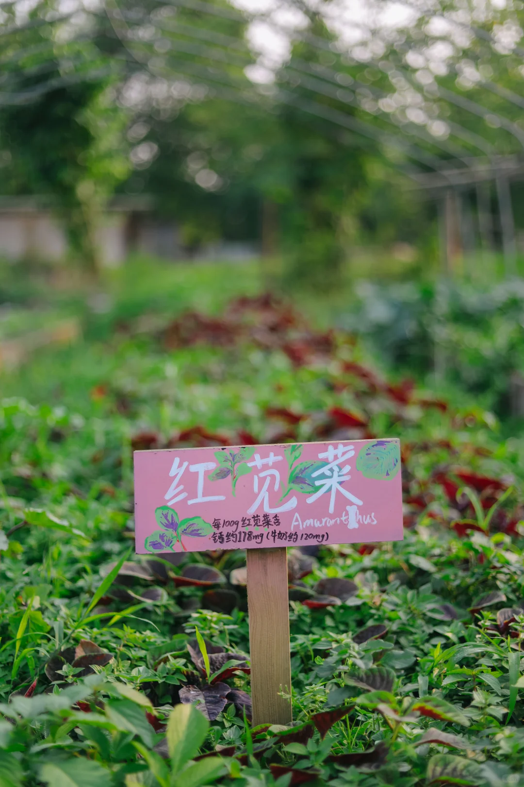 田野农|给地里的蔬菜做了名牌!