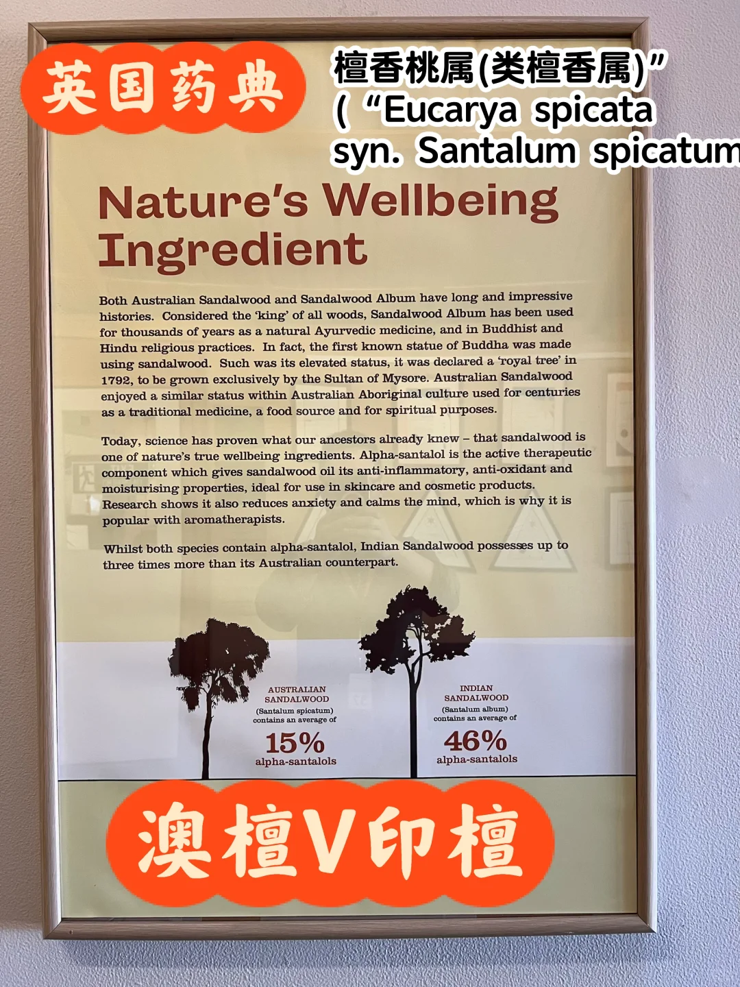 20世纪初全球檀香贸易与檀香植物属名之争9