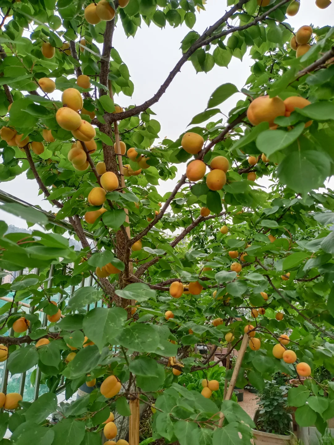 属于自己的小自然世界～我的楼顶果园