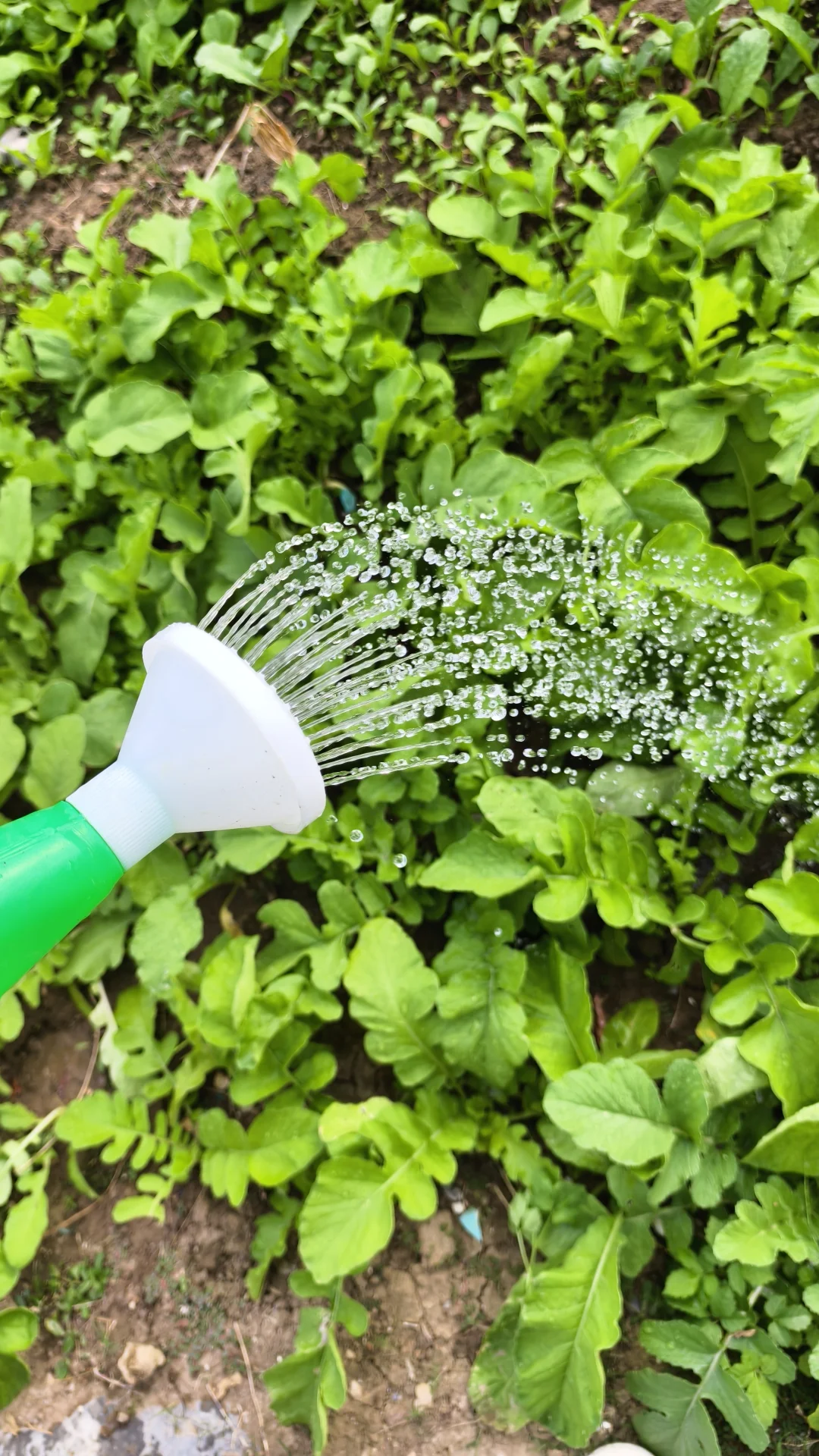 给小蔬菜浇浇水呀?