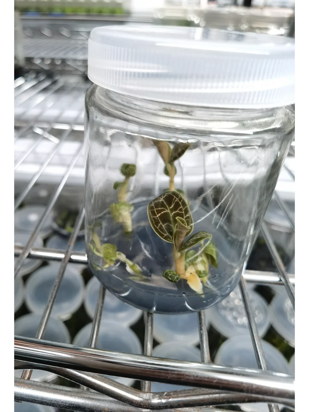 兰花里唯一观叶类型-宝石兰