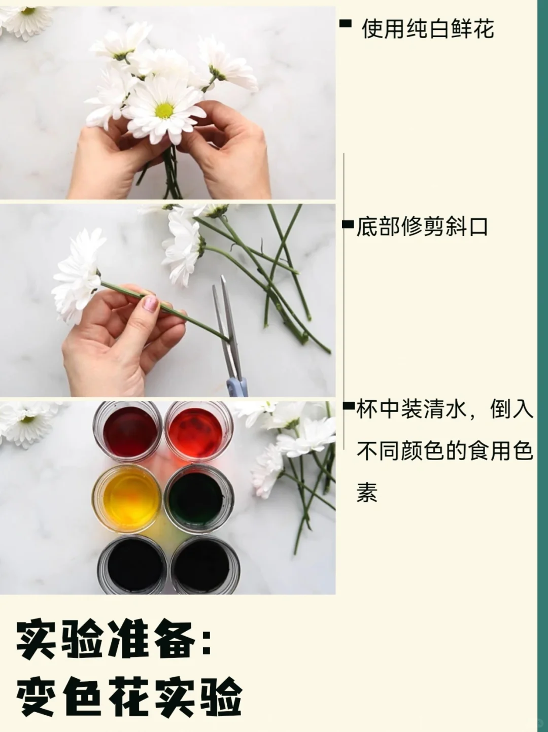 ?【DIY实验】观察白色鲜花如何变色！