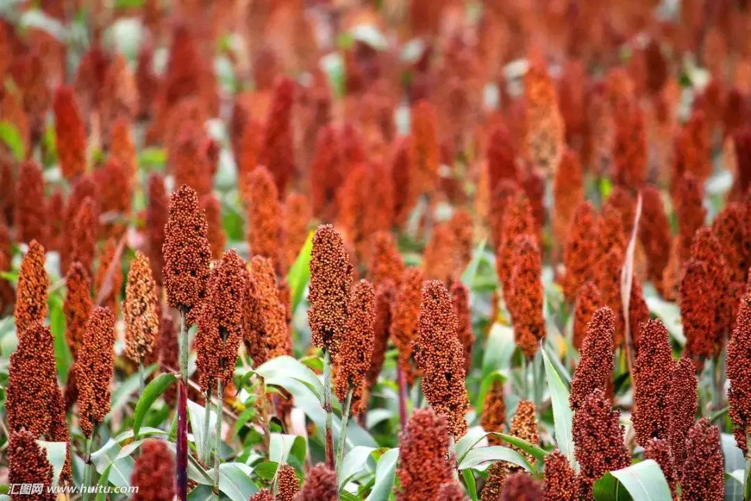 五谷不分的来认五谷