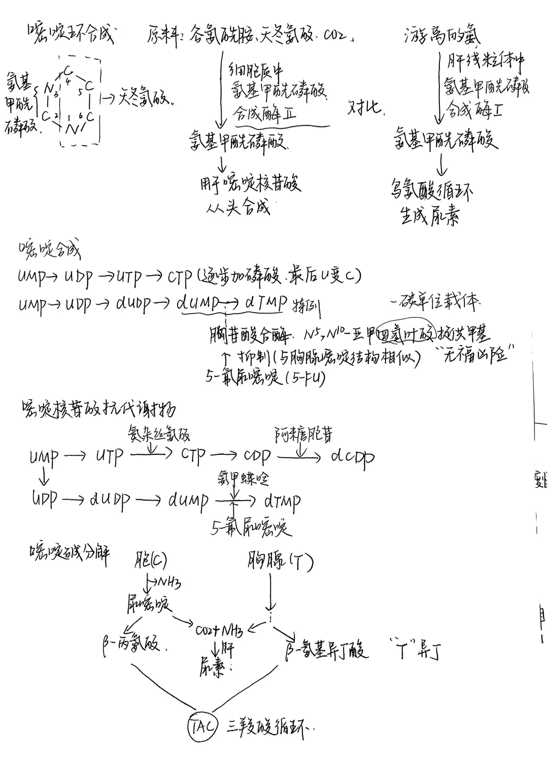 生物化学|笔记合集