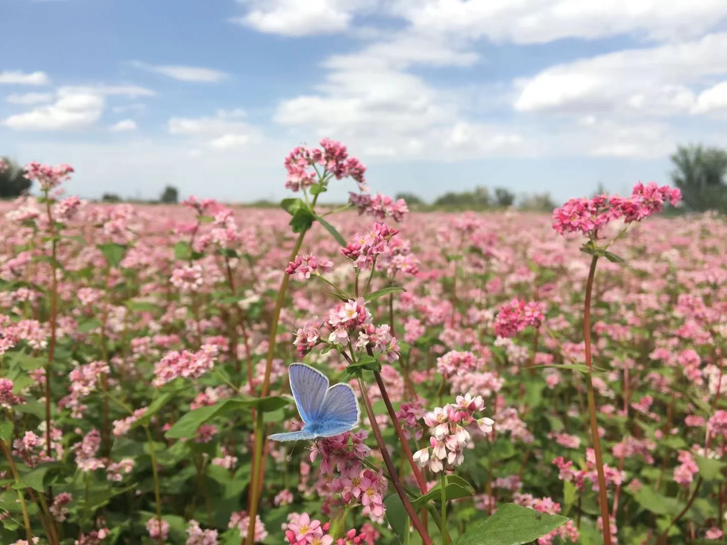 观赏经济作物的价值