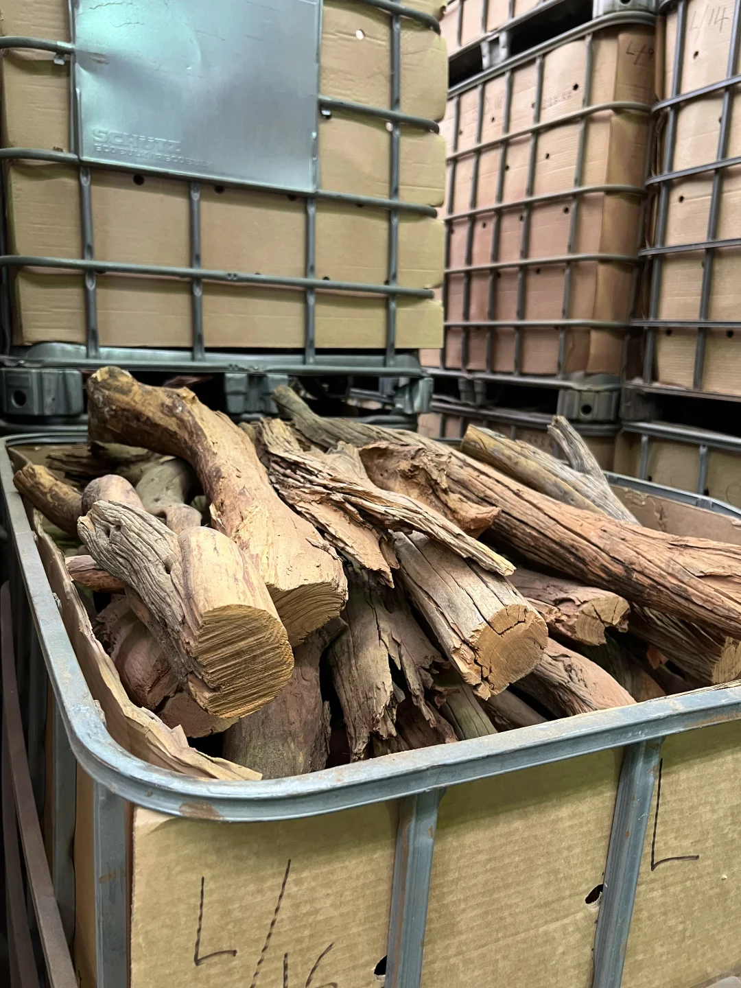 20世纪初全球檀香贸易与檀香植物属名之争9