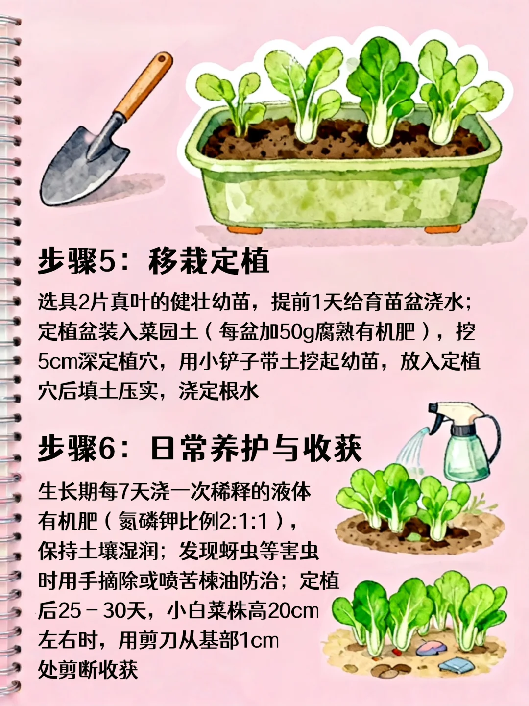 自种小白菜!新手零失败教程?