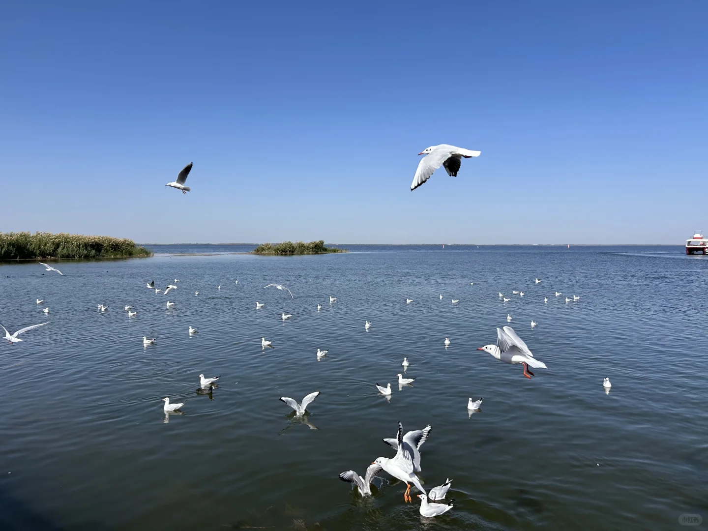 乌梁素海(内蒙·巴彦淖尔·乌拉特前旗)