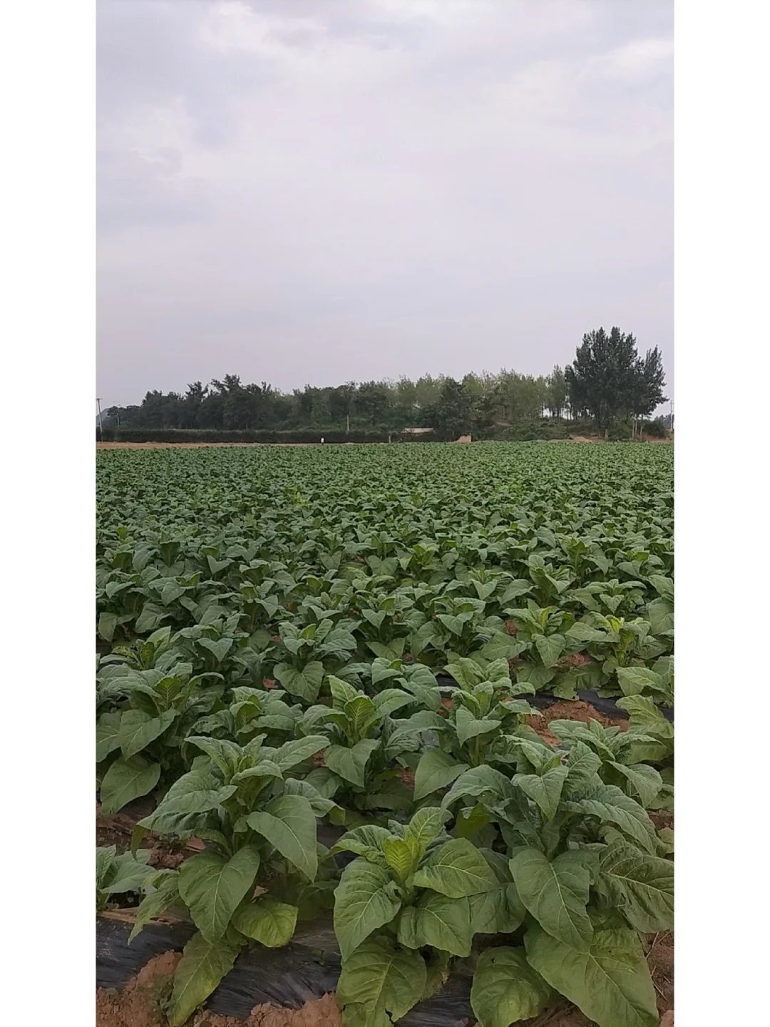 这种农作物，十人九不知，尤其是城市人！