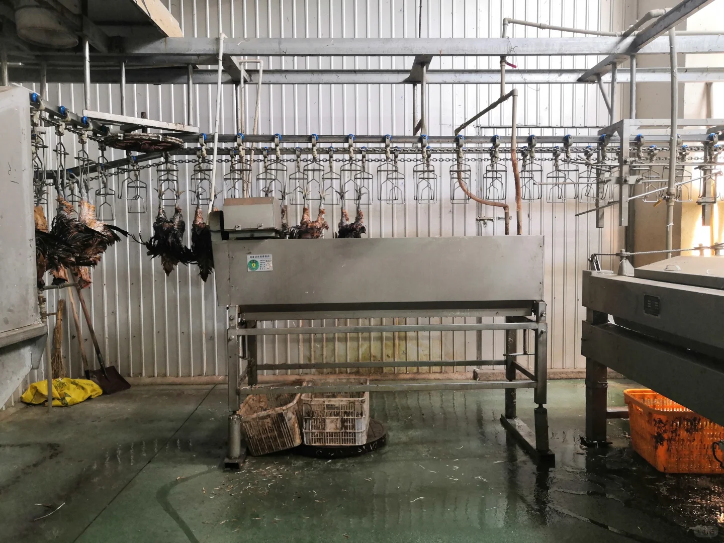 欢迎参观马杨屠宰厂,欢迎采购滇哥鸡!