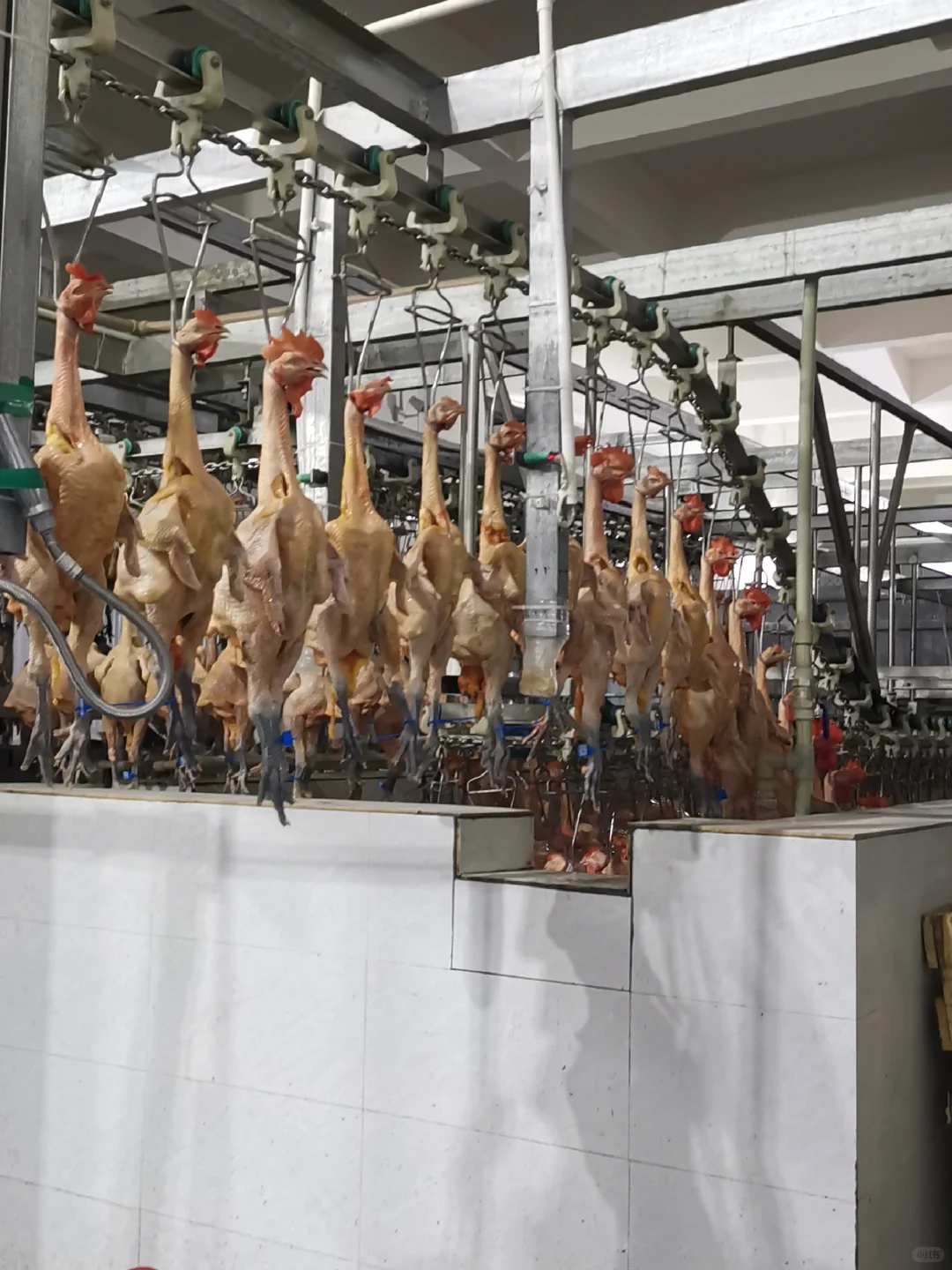 欢迎参观马杨屠宰厂,欢迎采购滇哥鸡!