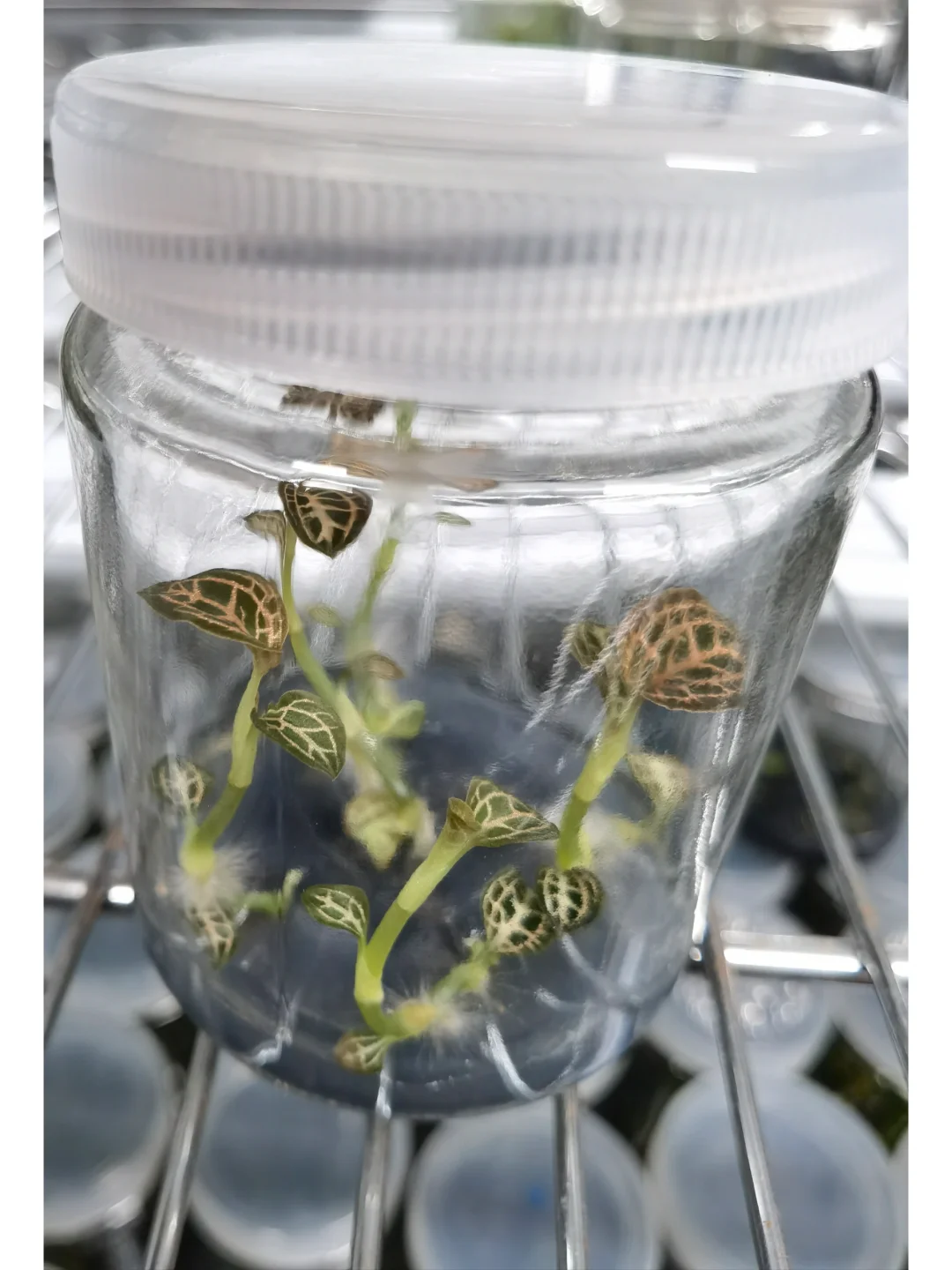 兰花里唯一观叶类型-宝石兰