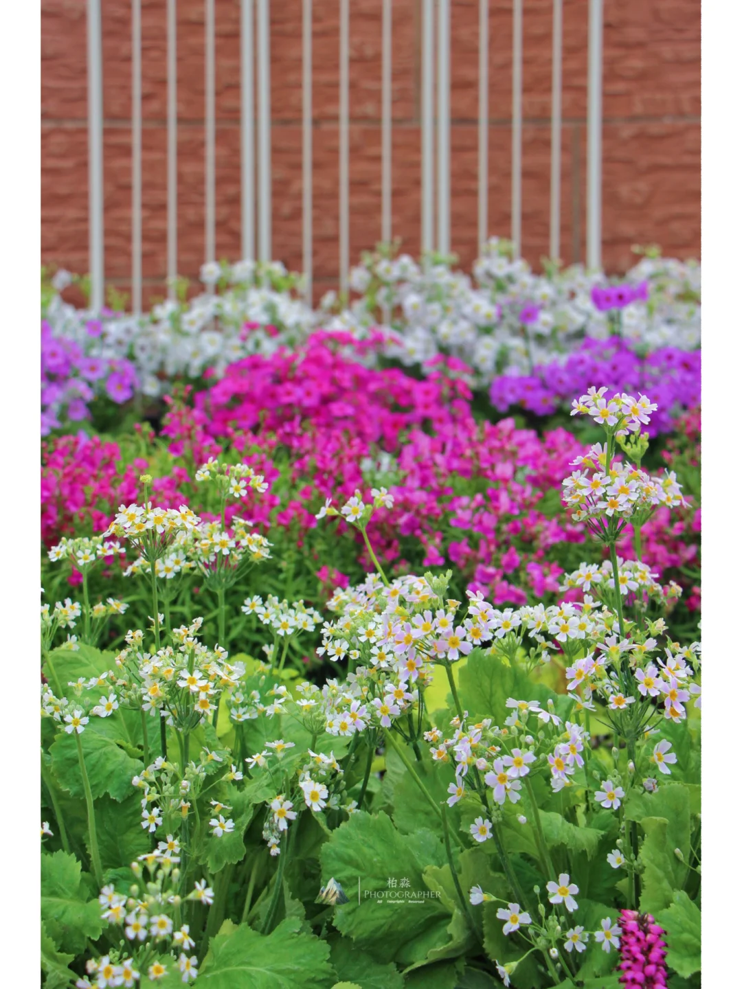 谁看了都会来一句,你这菜园的年味太冲了!