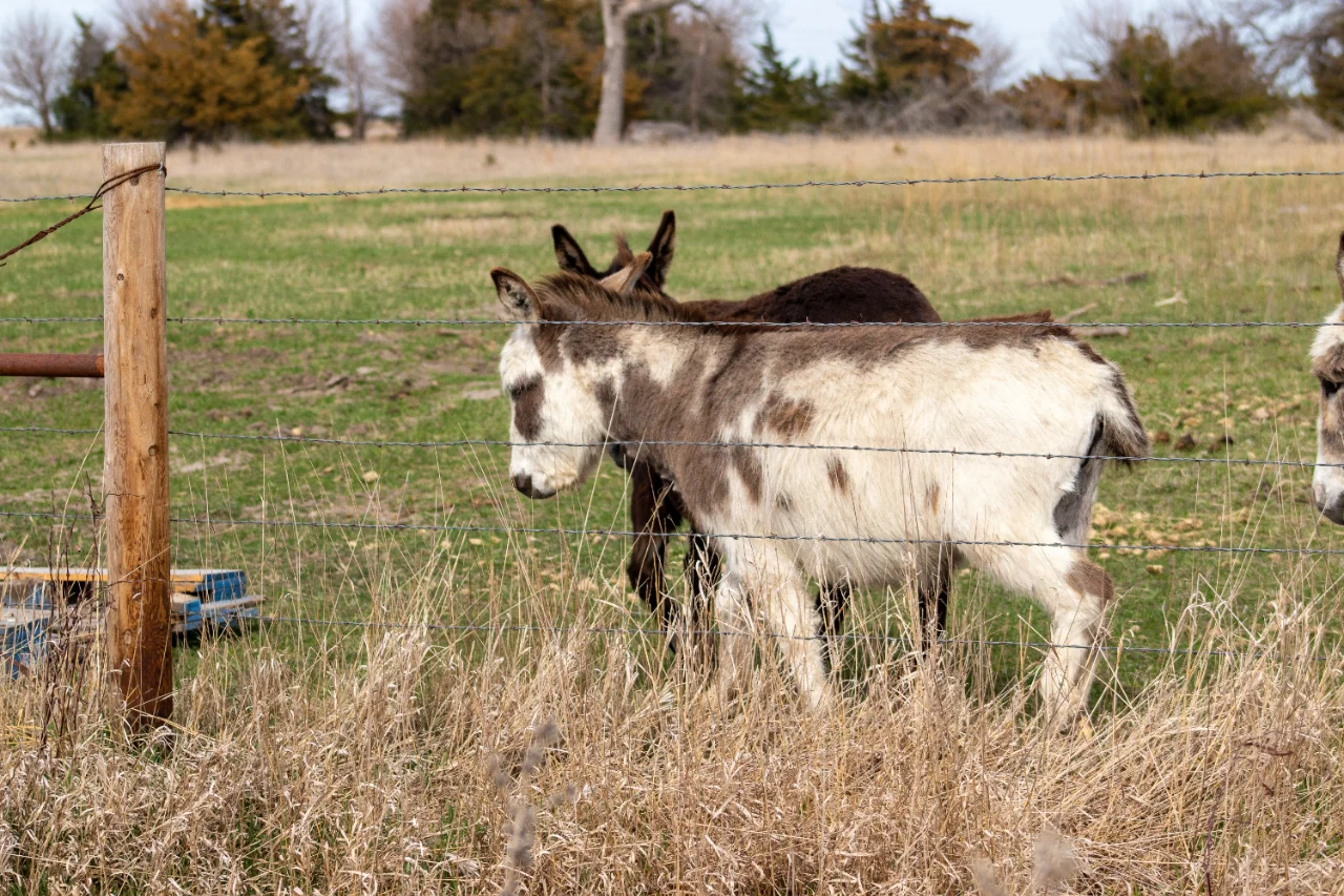 ?从产业发展的角度看农场养殖驴的意义